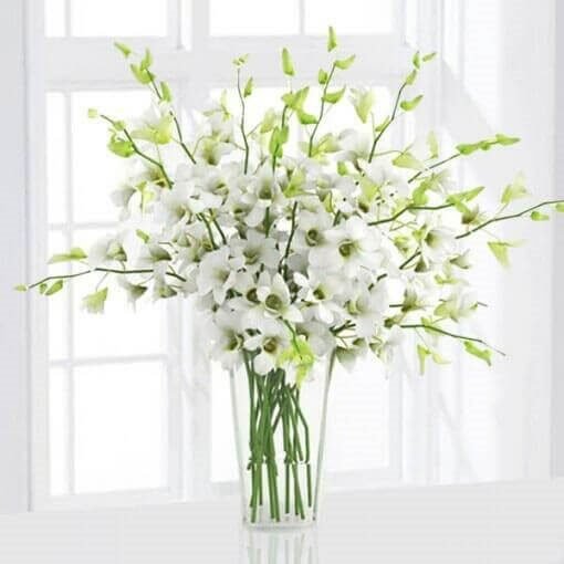 6 White Orchids in a Vase